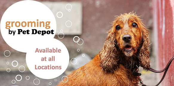 dog taking a bath